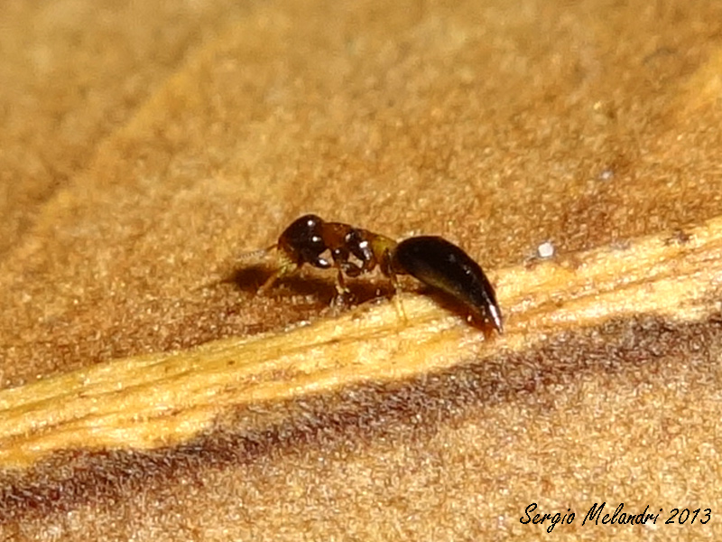 Imenottero o cosa ? Sclerodermus sp.